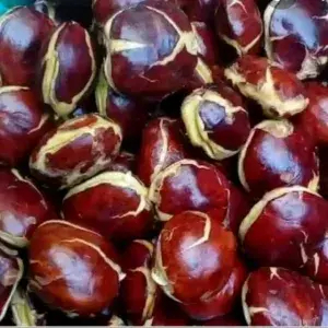

JENGKOL TUA SUPER 500GRAM
