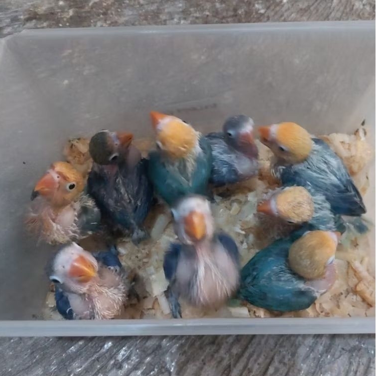 Burung Love Bird Baby , Paud dan Dewasa Paruh Putih , ParBlue (PB), Biola