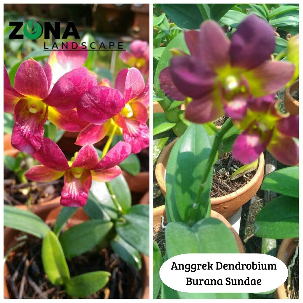 Bunga Anggrek Dendrobium Burana Sundae (+Pot Tanah Liat & Media) Anggrek dendeo import