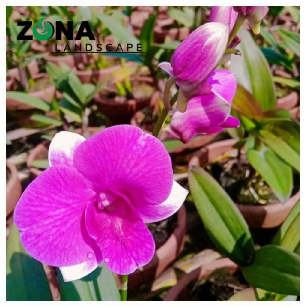 Bunga Anggrek Dendrobium Pink Paragon (+Pot Tanah Liat & Media ) Anggrek dendro Import
