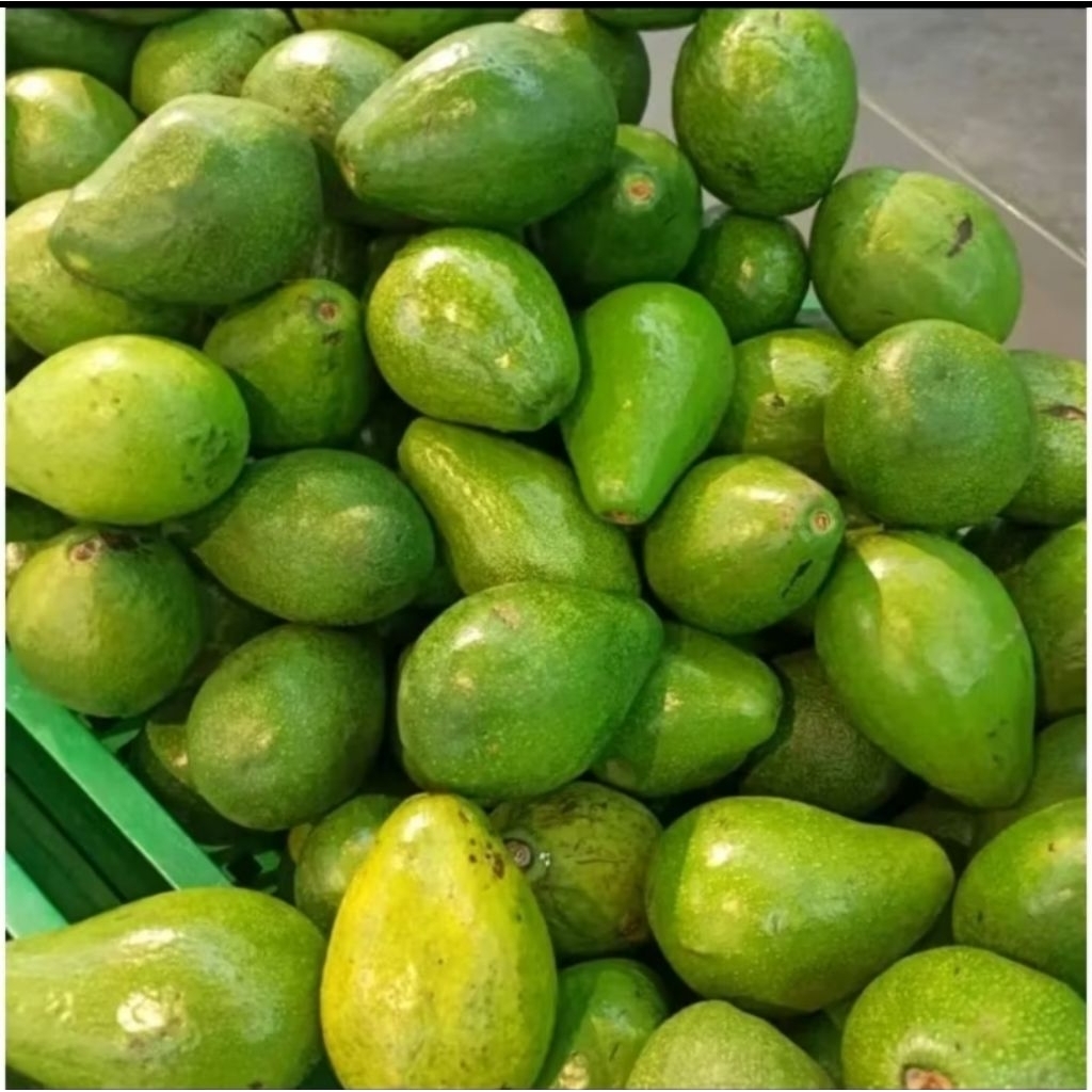 

Alpukat mentega ukuran kecil asli muria 1kg isi 6-7 buah