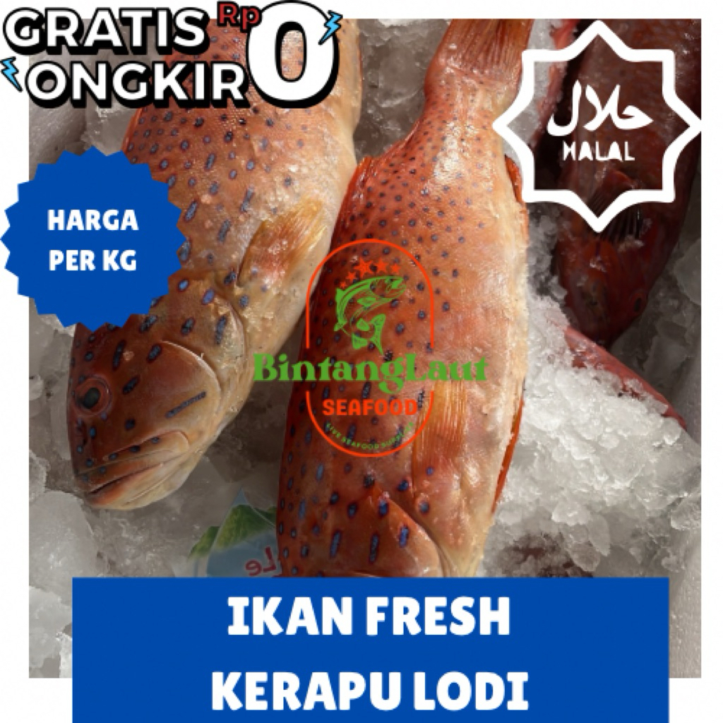 

IKAN FRESH / KERAPU SUNU / KERAPU LODI