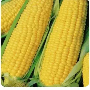 

PAKET JAGUNG MANIS MADU 5 PCS