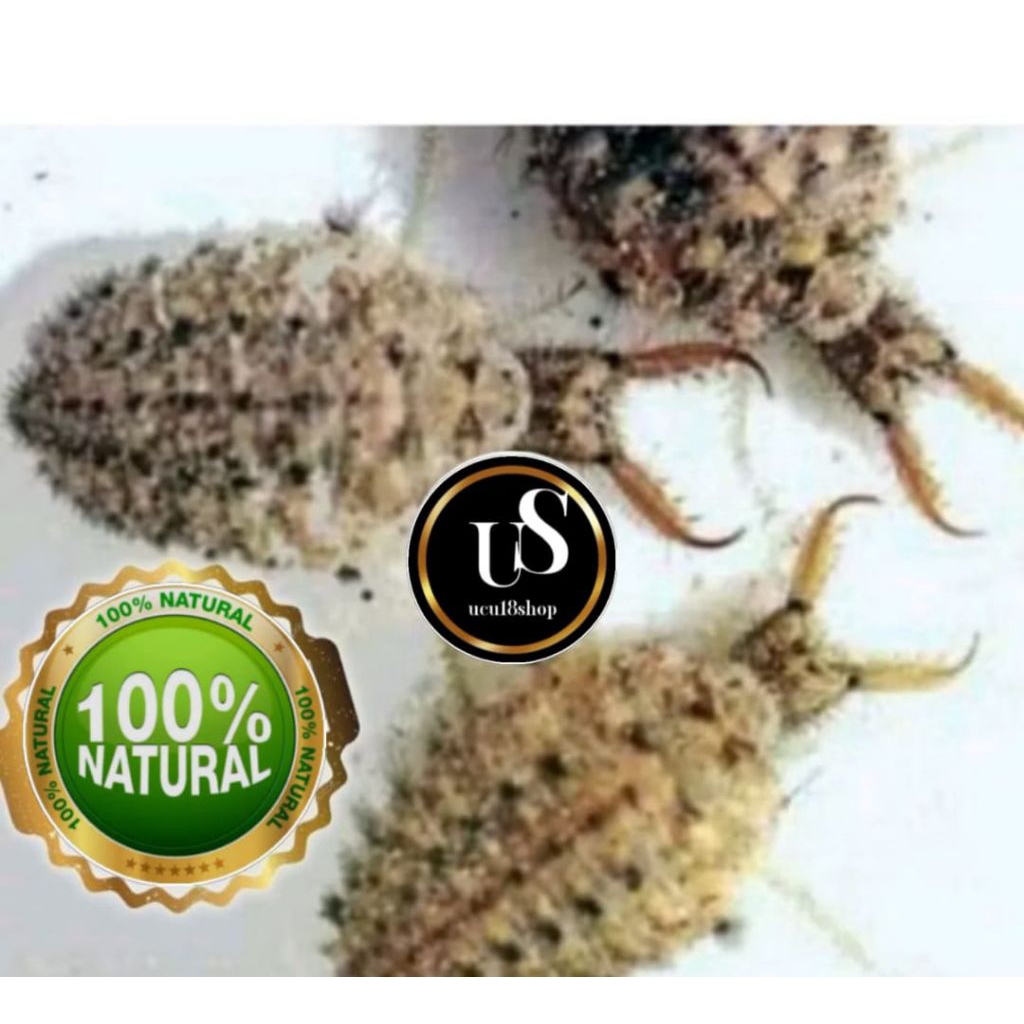 

jual undur undur hidup isi 25 biji