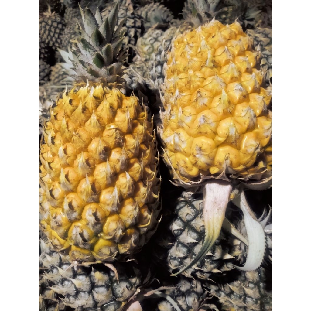 

NANAS MADU TUAJUMBO