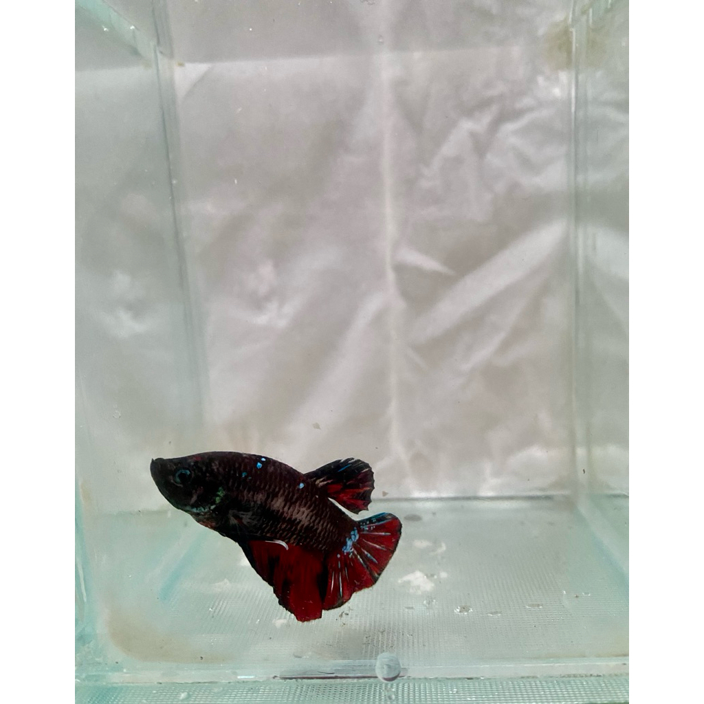 Cupang Avatar Ikan Cupang Avatar Murah Berkualitas Bagus Cupang