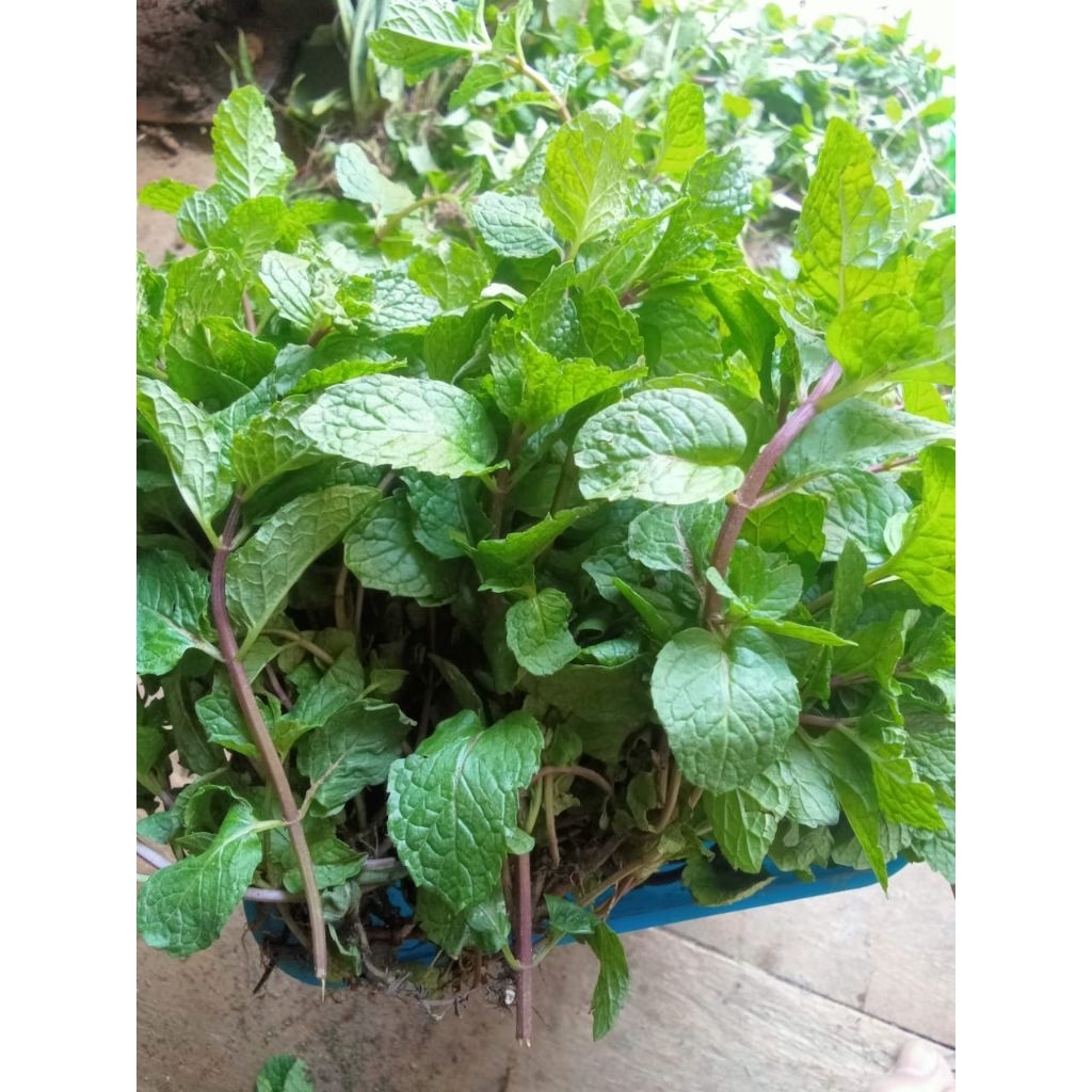 

Daun mint segar baru petik