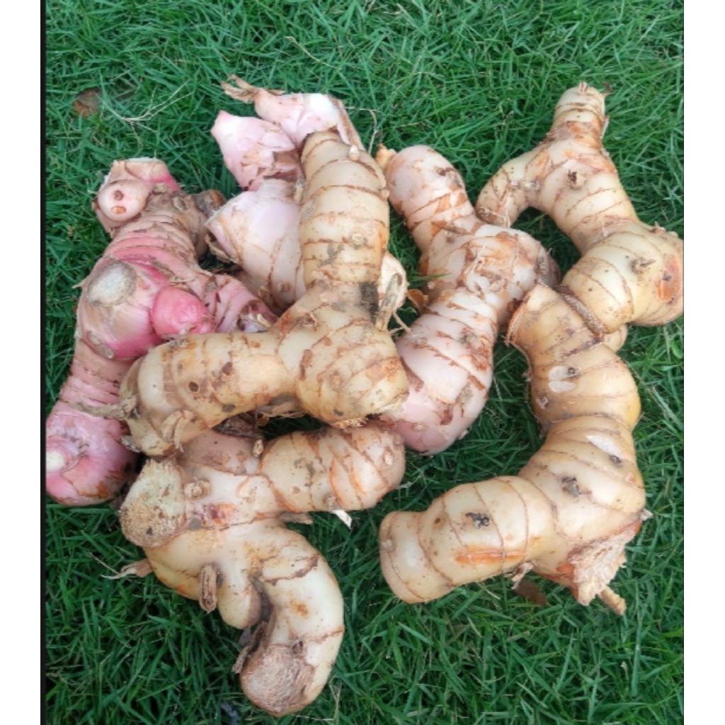 

lengkuas putih/laja putih