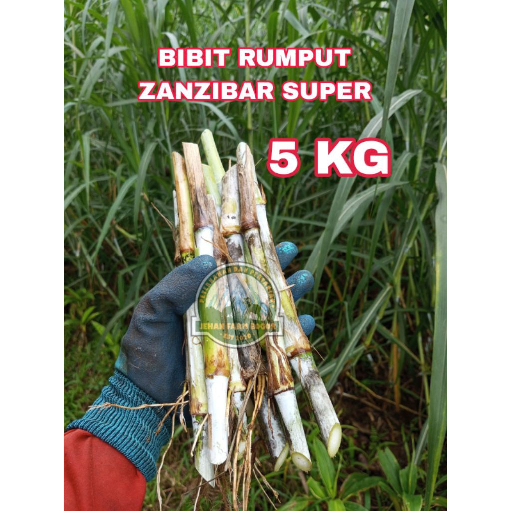BIBIT RUMPUT ZANZIBAR 5 KG PAKAN TERNAK