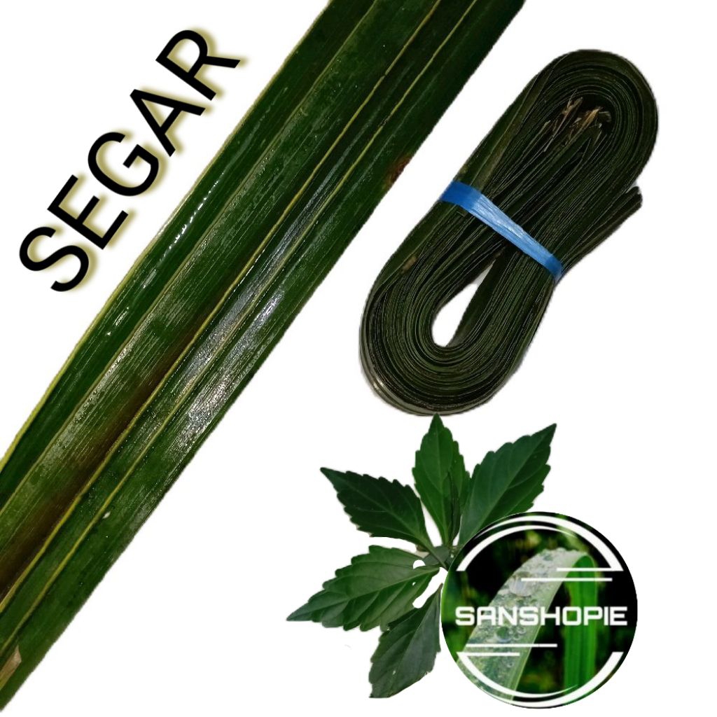 

Daun kelapa hijau - Tanpa Lidi paket 25 Lembar