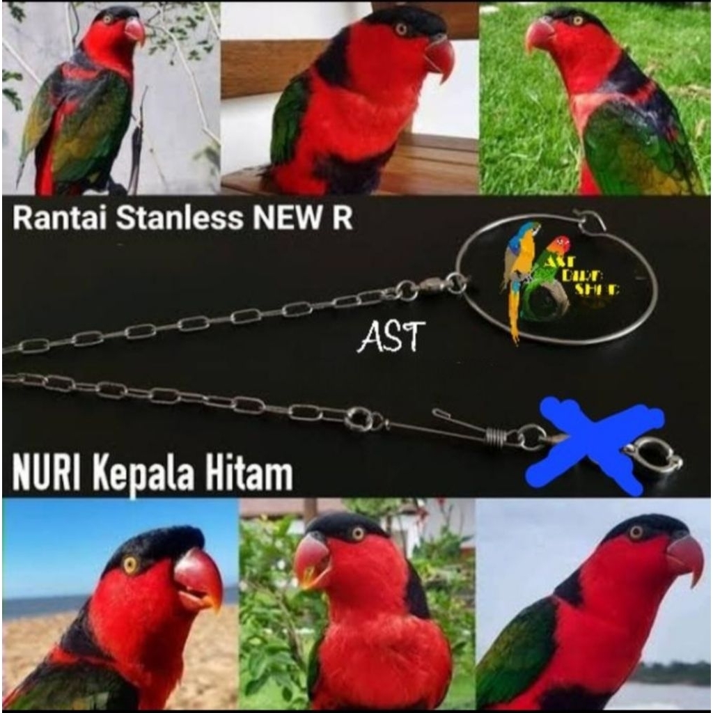 Rantai stainless burung nuri tanpa ring borgol