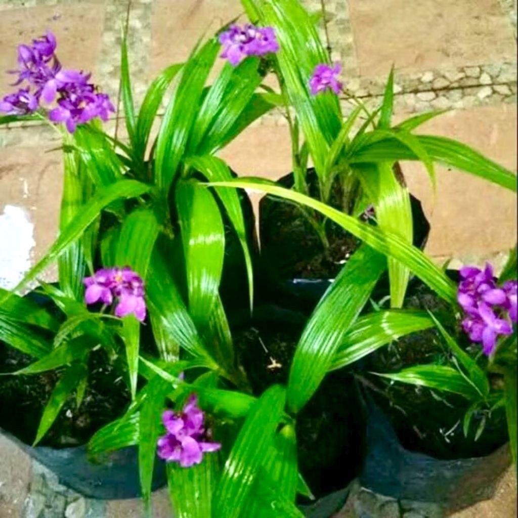 Anggrek Tanah Bunga Ungu - Tanaman Hias Hidup - Bunga Hidup