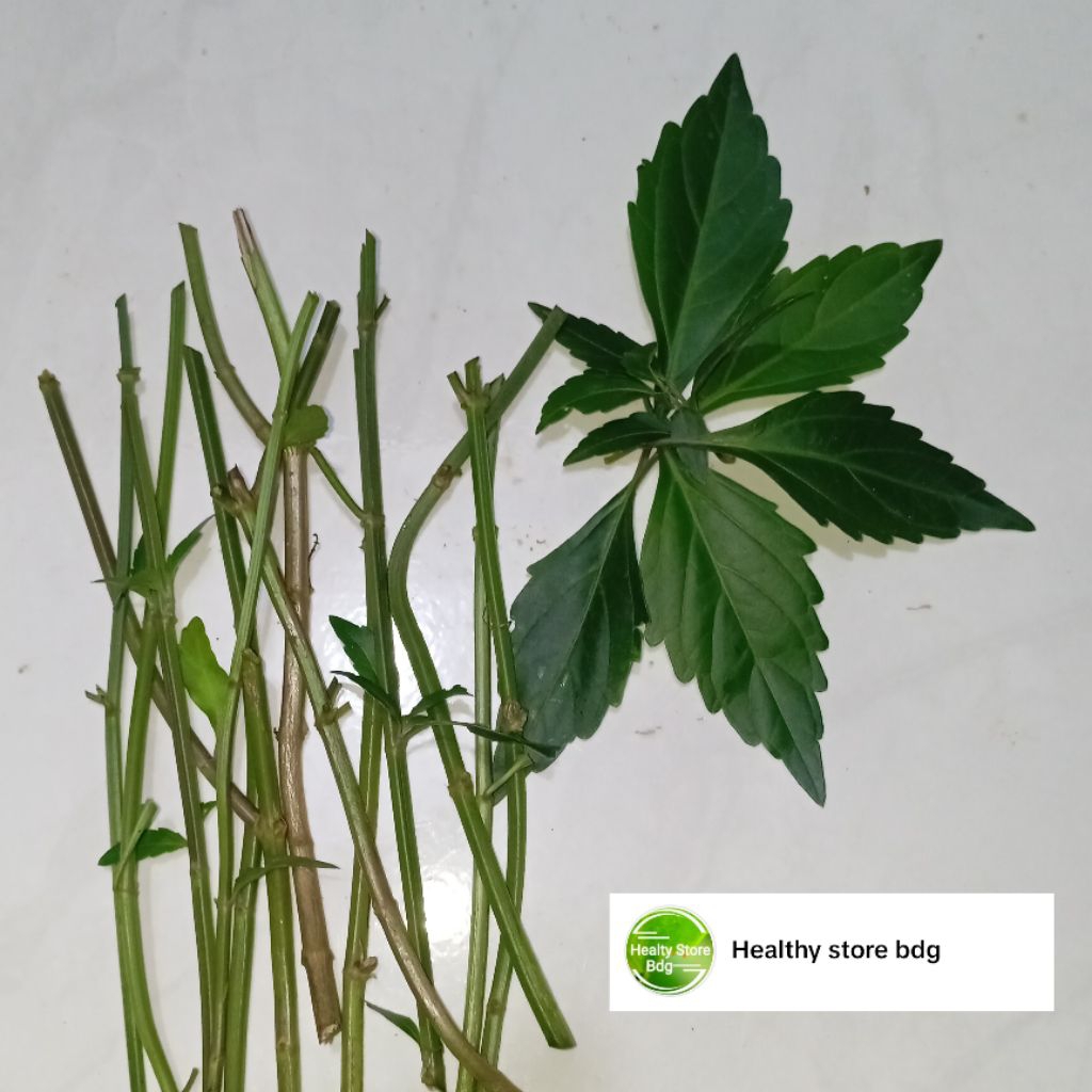 Benih stek batang kumis kucing 20 batang