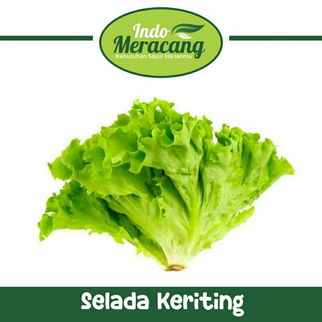 

DAUN SELADA KERITING