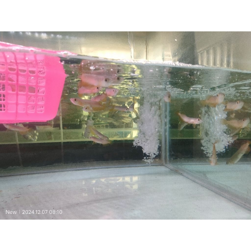 Big Sale Golden red hb ±9cm sertifkat