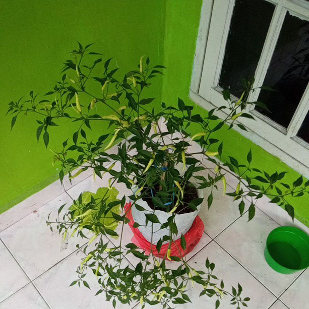 

Cabe Rawit Berbuah Lebat