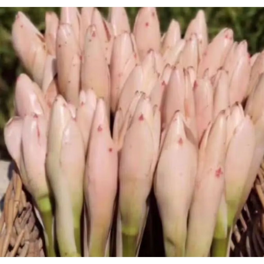 

bunga kecombrang kucup 500 grm