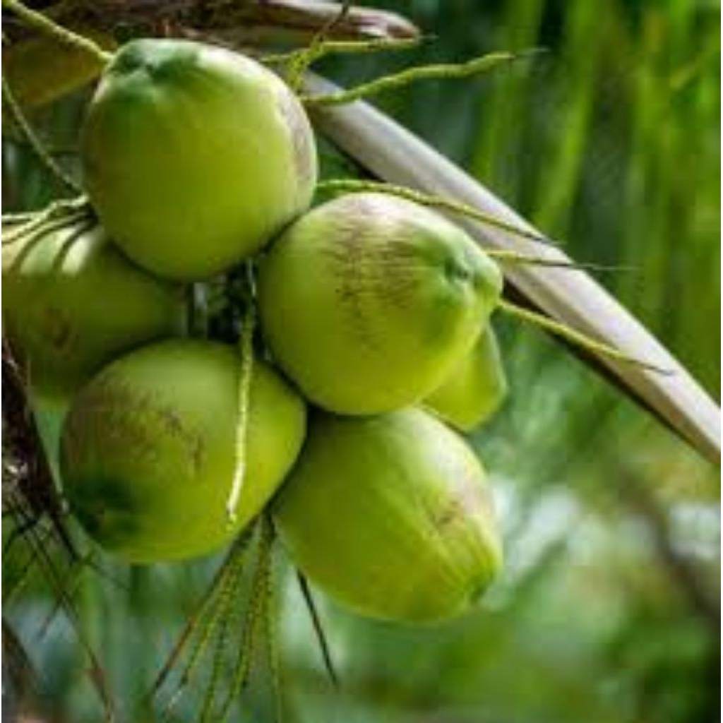 

Kelapa Muda Seger 1 Buah