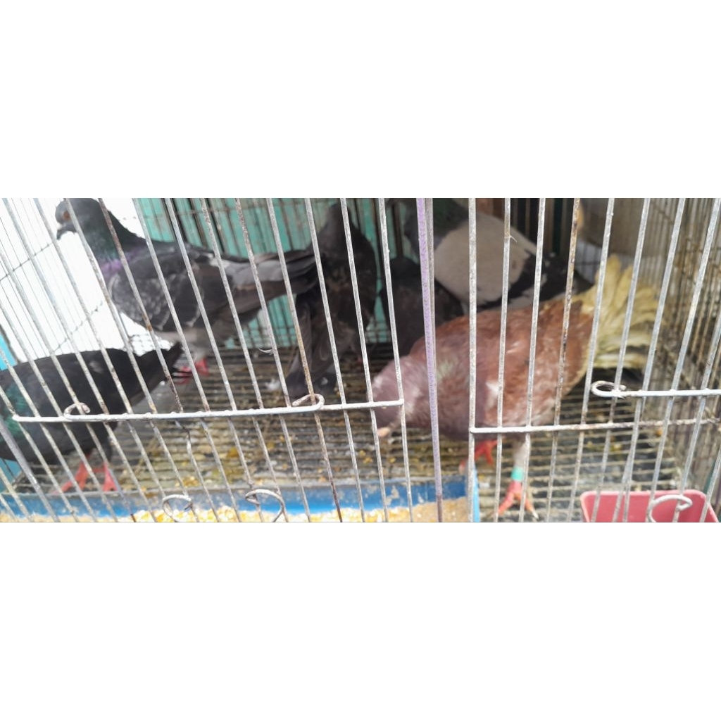 BURUNG MERPATI BULU WARNA HITAM DAN COKLAT 1 EKOR