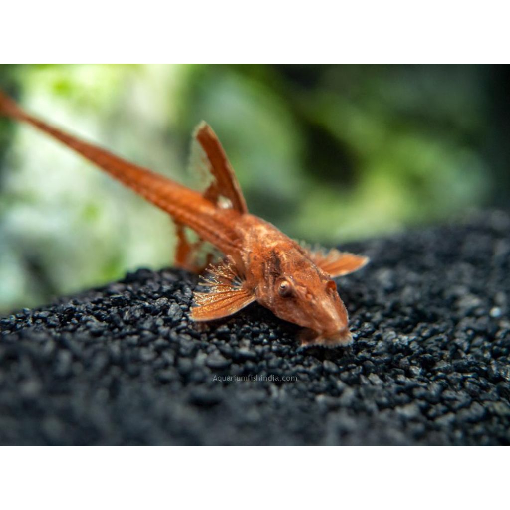 red lizard sapu sapu pleco algae