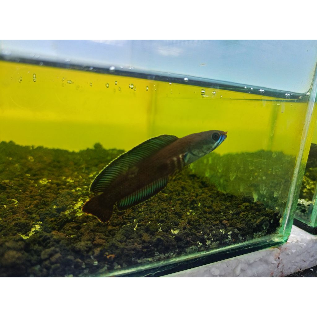 Channa Andrao (6-7 cm)