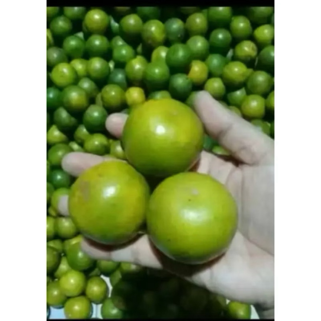 

Jeruk Santang Madu peras asli 1kg