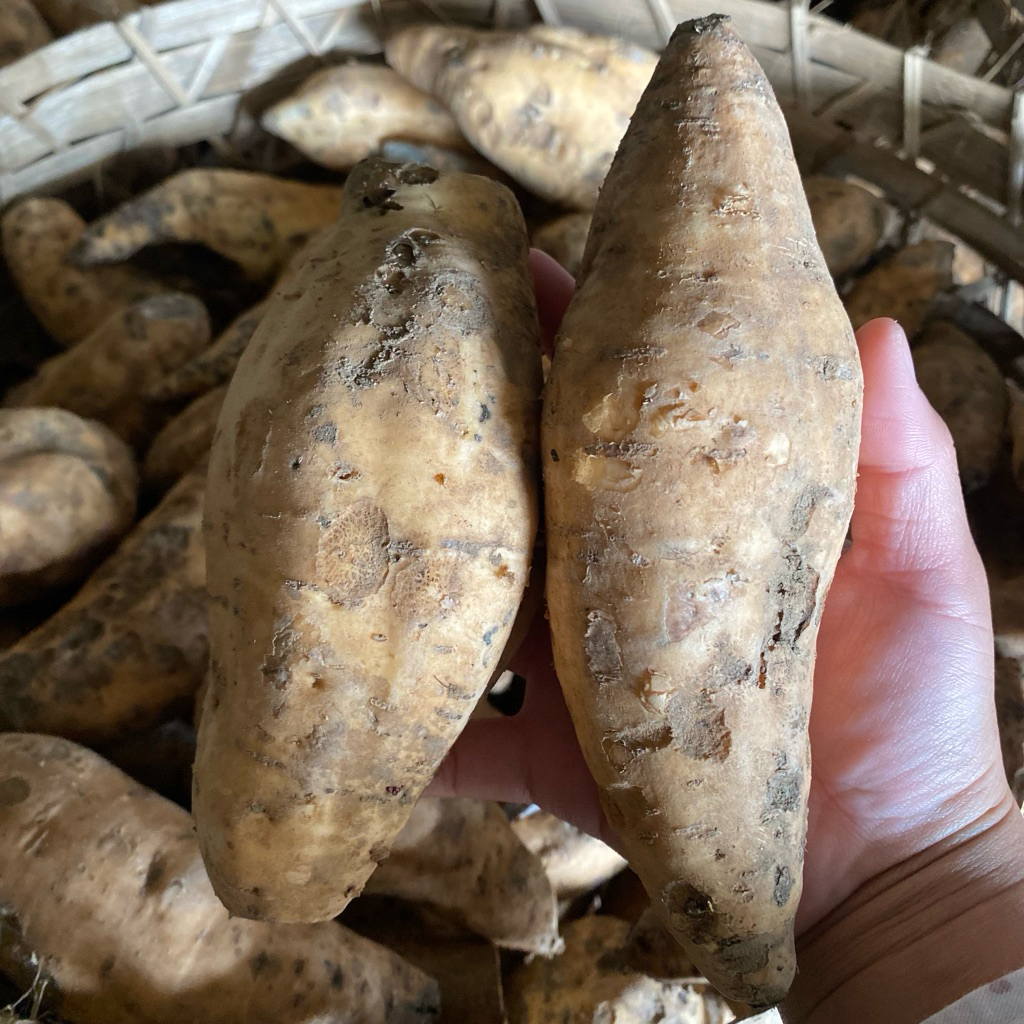 

Asli Ubi Madu/Telo Madu (Mentah) untuk Oven Oleh-oleh Khas Tawangmangu