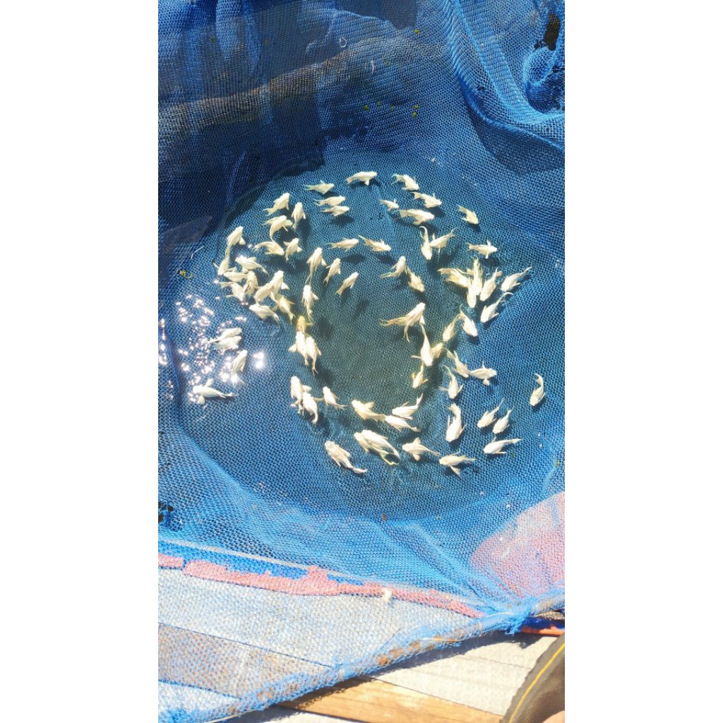 Ikan molly balon platinum