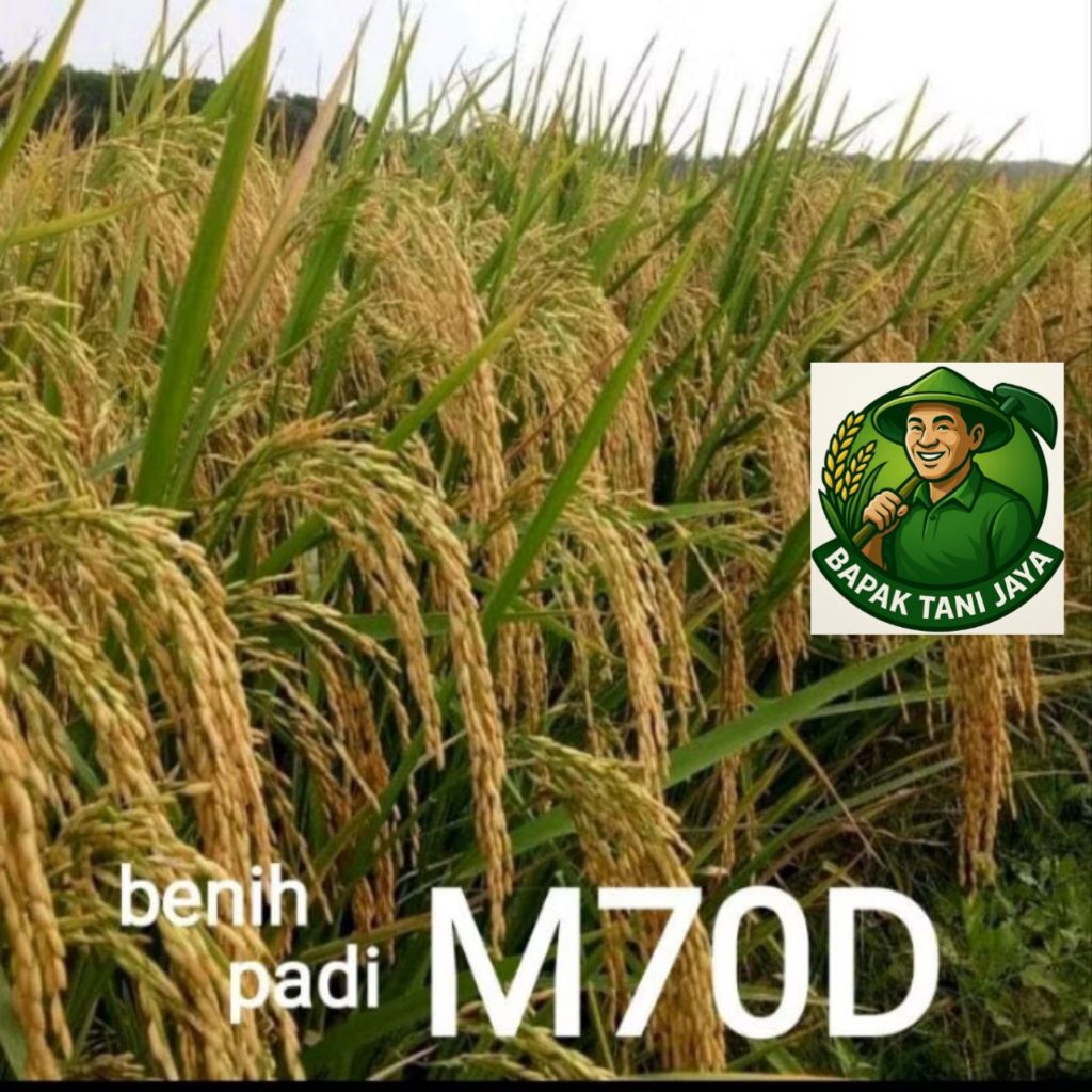benih padi M70D kualitas unggul 1gk