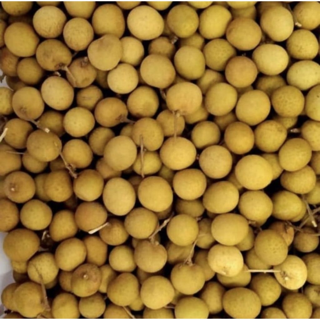 

Lengkeng jumbo bangkok manis 1 kg