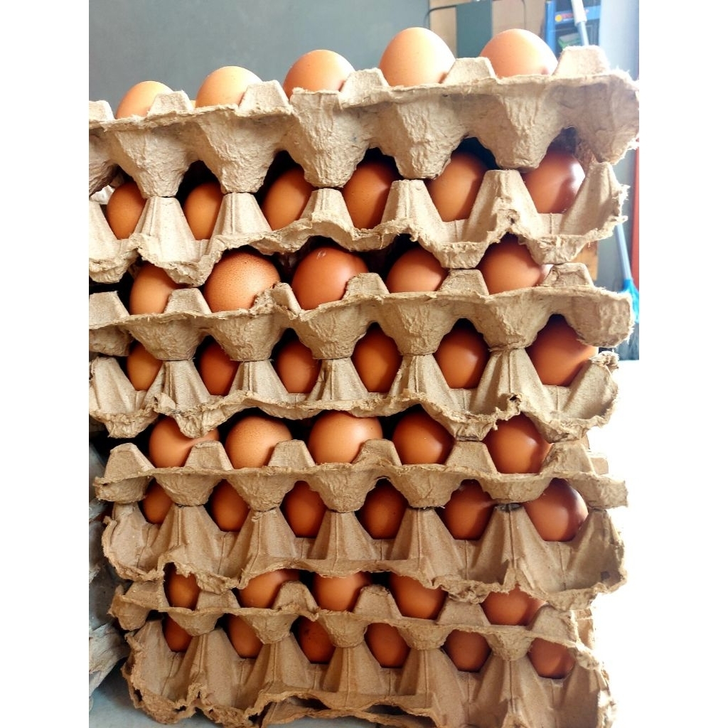 

TELUR AYAM NEGERI 5 KG