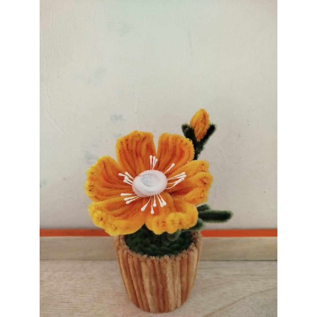 Pot mini Bunga Poppy Lucu