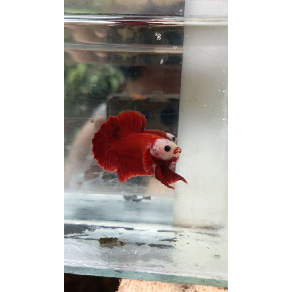 Super Red monkey pace