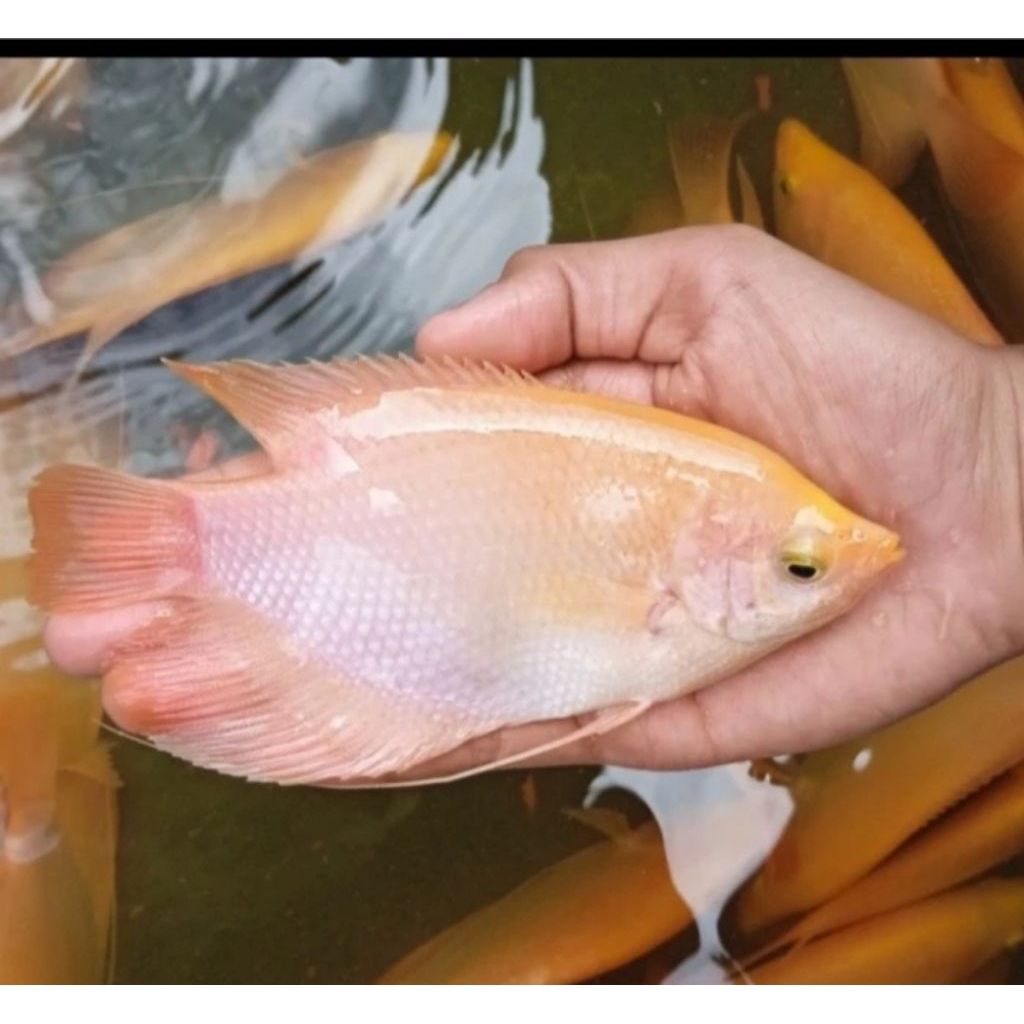 Paket Bibit Gurame Padang 4 Jari ( isi 5 ekor )