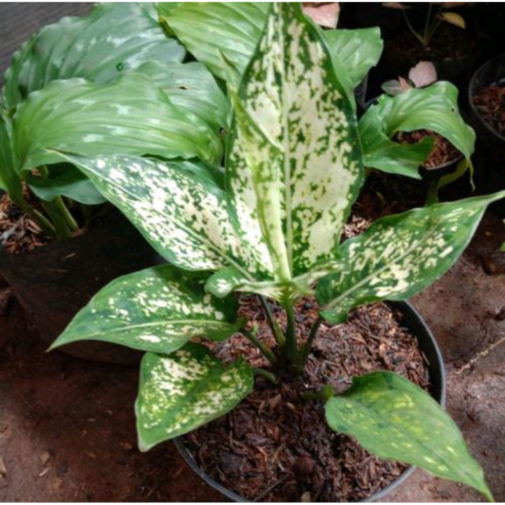 Tanaman Hias Snow White Aglonema Snow White - Tanaman Hias Beras Tumpah