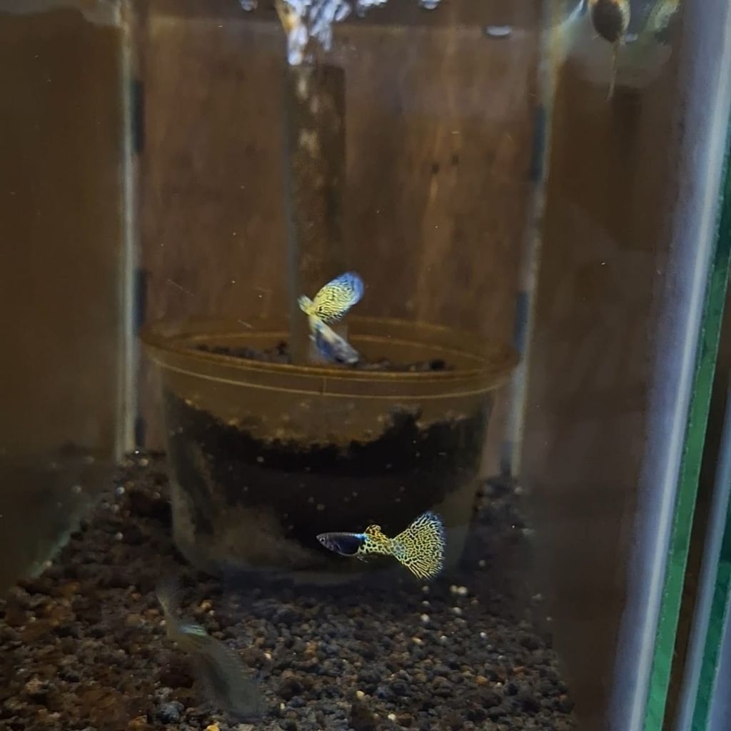 

Packing box SEPASANG METAL YELLOW LACE VIDEO WA AJA