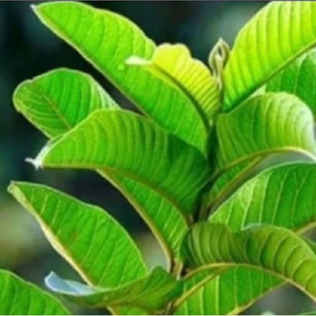 

daun jambu / pucuk jambu 250 gram