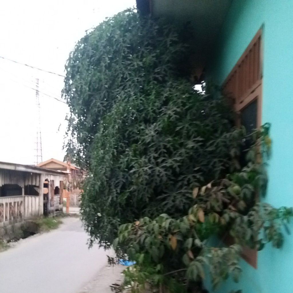 

Daun Gedi Pepaya Jepang