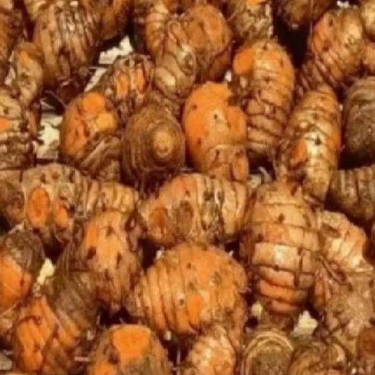

Biang Kunyit/Kepala Kunyit Segar 500 Gram