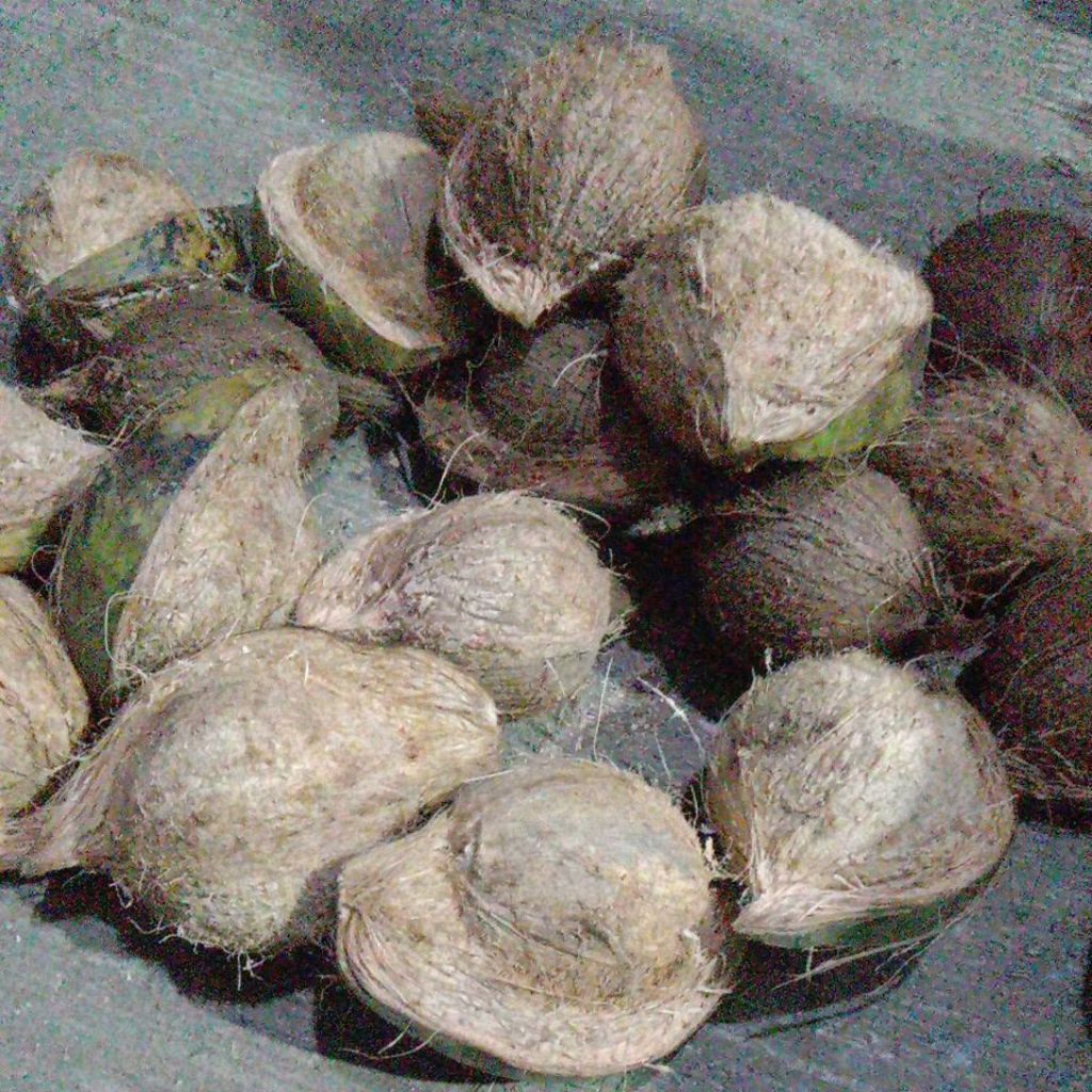

kelapa tua
