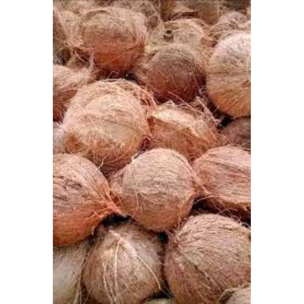 

Kelapa Tua Fress 100% Cocok untuk segala kebutuhan bunda