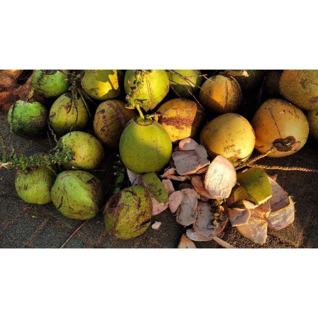 

Kelapa Muda Fress Segar 100% Cocok untuk kesehatan tubuh