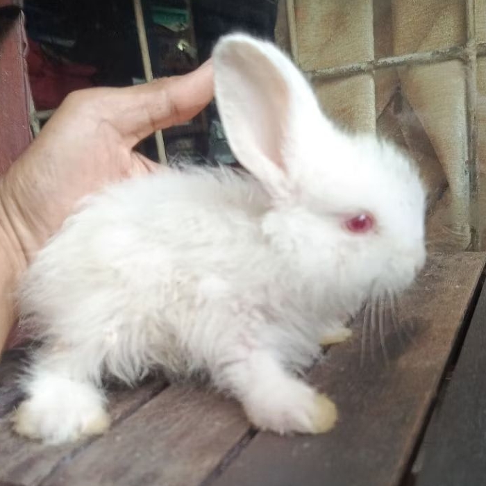 kelinci putih anakan