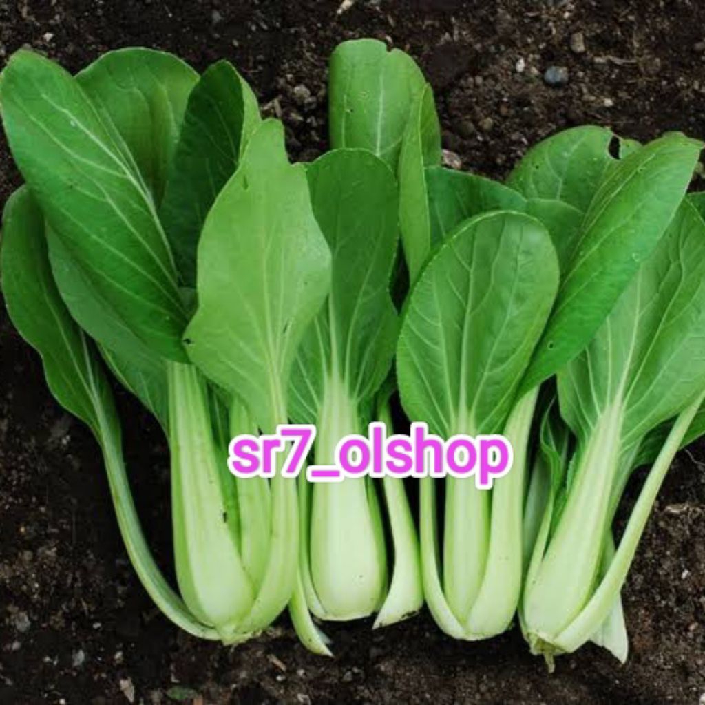 

Sawi Botol/ Sayur Pakcoy