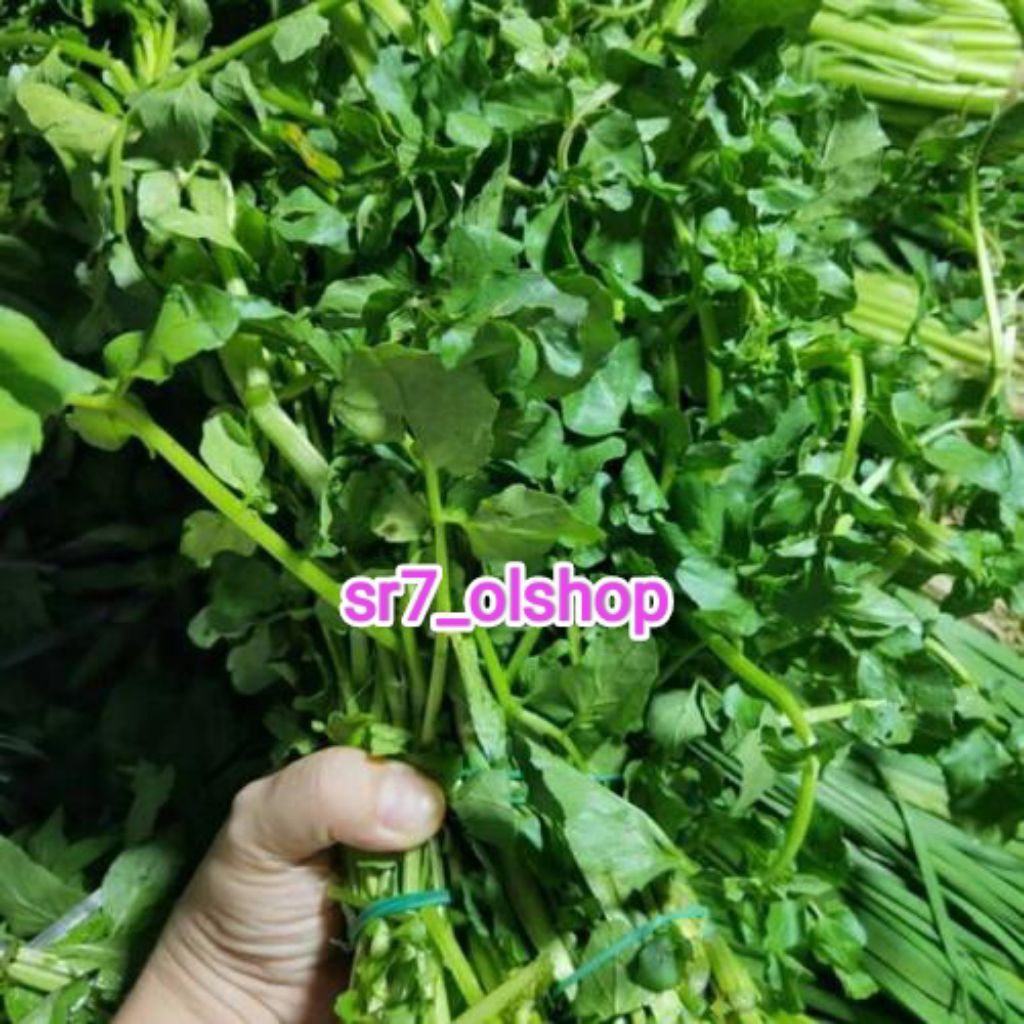 

Selada Air/ Sayur Paret 1 ikat