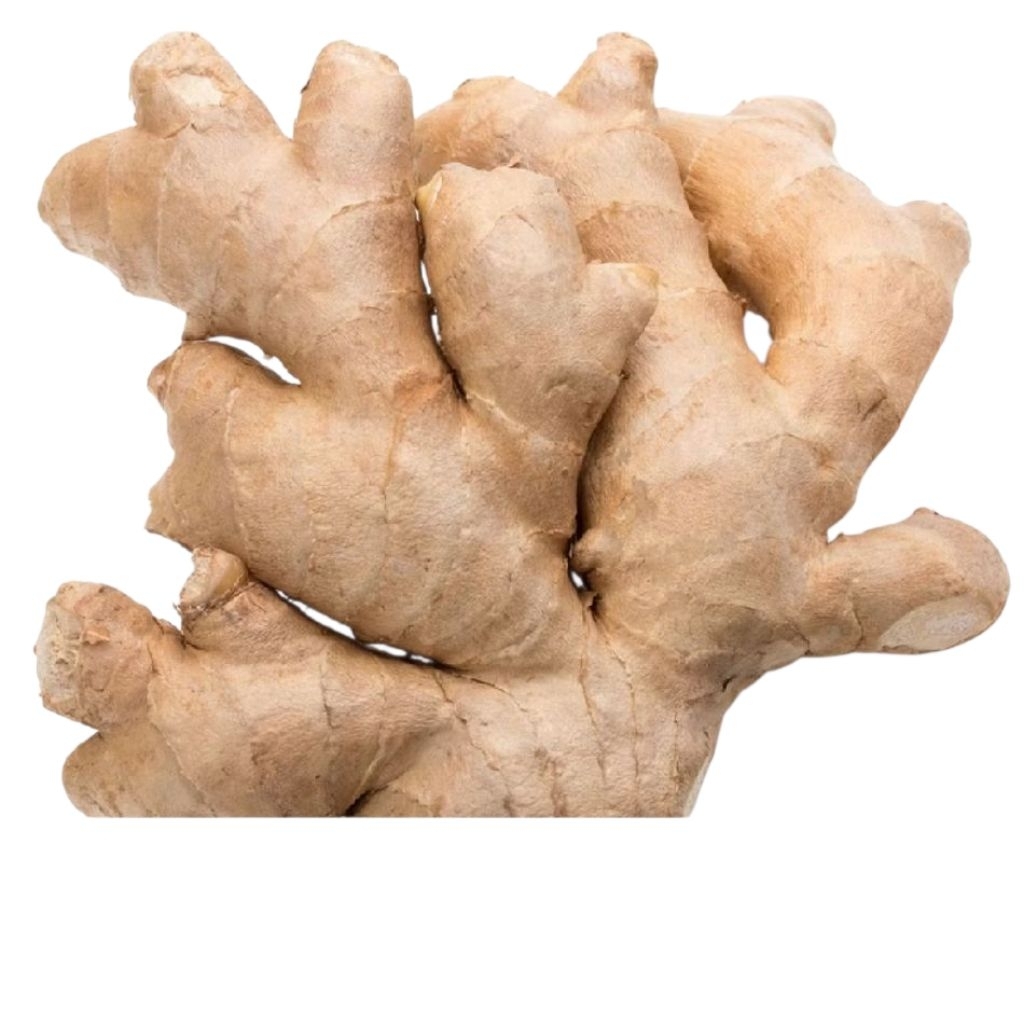 

jahe gajah segar,bumbu masakan,obat herbal