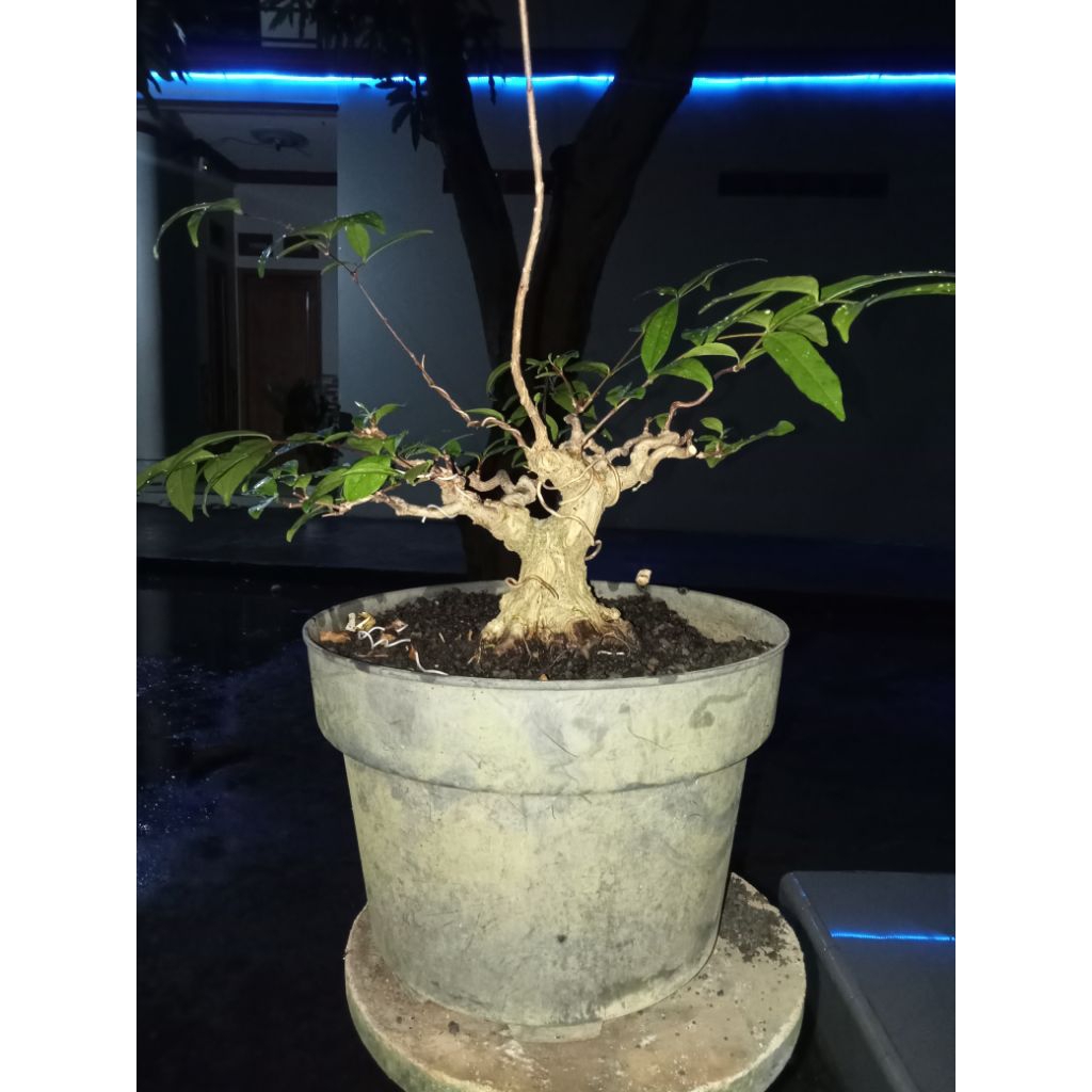 bonsai anput mame