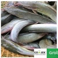 

SEGAR BERSERI - IKAN LELE 500GR