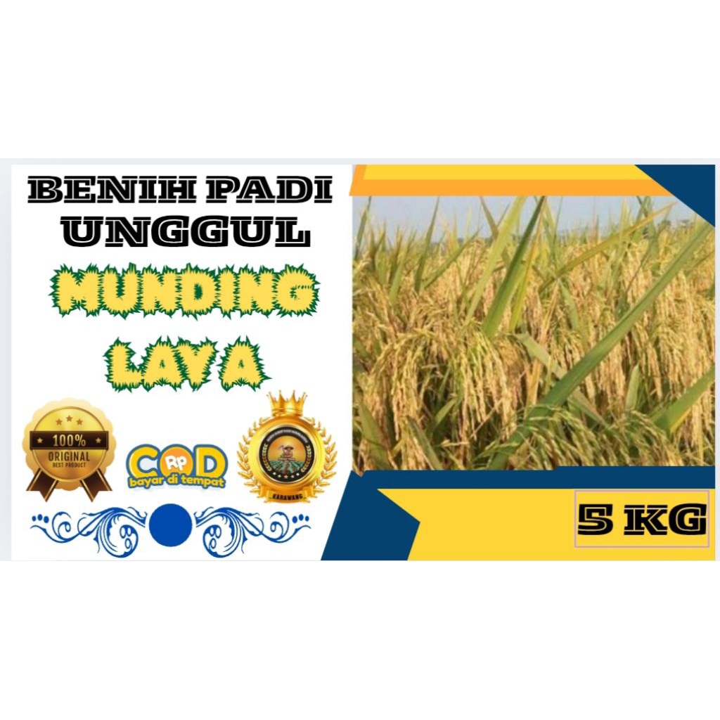 BENIH PADI UNGGUL MUNDING LAYA BERKUALITAS KEMASAN 5KG
