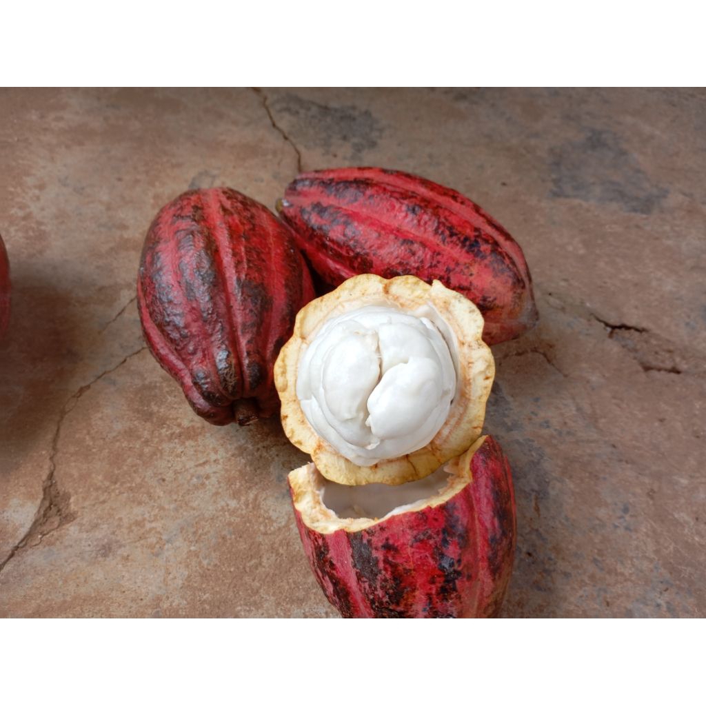 

Buah kakao masak khusus bibit MCC02 bibit